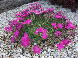 Dianthus Kahori Dianthus Kahori