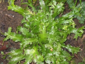 Name of Fern please Name of Fern please