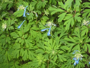 Corydalis Corydalis