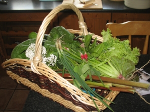 Fresh veg from the garden Fresh veg from the garden