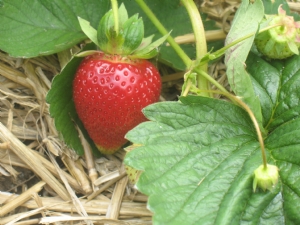 First Strawberry 21st June 2010 First Strawberry 21st June 2010