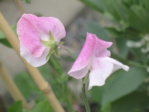 First Sweet pea flower mid summers day First Sweet pea flower mid summers day