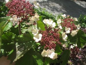 Viburnum Viburnum