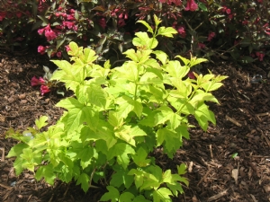 Viburnum Viburnum