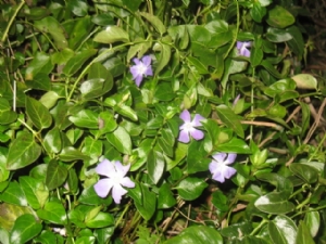 Vinca Periwinkle Vinca Periwinkle