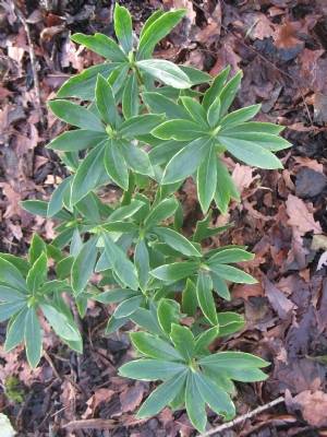 Daphne Odara Aureomarginata Daphne Odara Aureomarginata