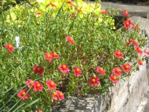 Rock rose with heuchera Rock rose with heuchera