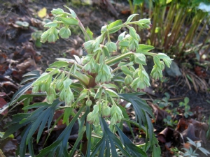 Stinking Hellebores Stinking Hellebores
