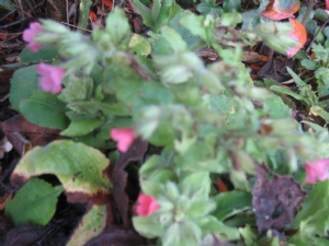 First Pulmonaria to follow First Pulmonaria to follow