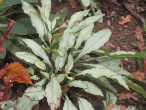 Pulmonaria Majeste Pulmonaria Majeste