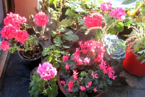 Geraniums etc in Front porch Geraniums etc in Front porch