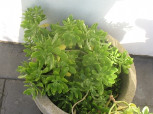 Unknown Succulent Unknown Succulent