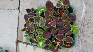 Coleus Coleus