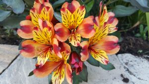 Alstromeria Indian Summer Alstromeria Indian Summer
