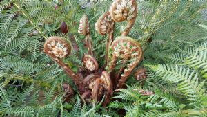 Dicksonia Antarctica Dicksonia Antarctica
