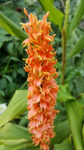 Hedychium Assam Orange Hedychium Assam Orange