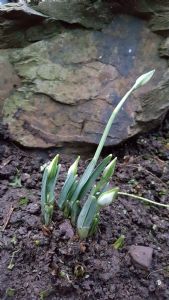 Snowdrops on the way.. Snowdrops on the way..