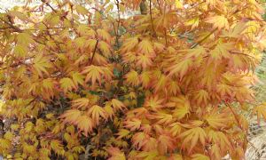 Acer 'Orange Dream' Acer 'Orange Dream'
