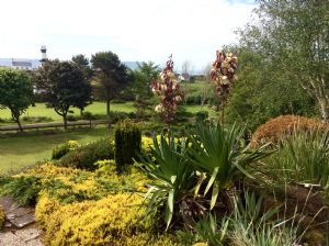 More Yucca in flower More Yucca in flower