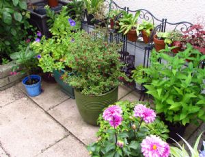 Plants-in-waiting get a revamp Plants-in-waiting get a revamp