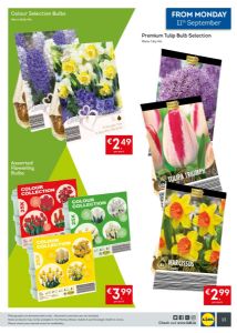 Spring bulbs in Lidl Spring bulbs in Lidl