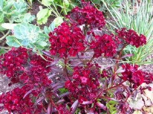 Dianthus 'Sooty' Dianthus 'Sooty'