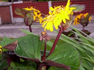 Ligularia dentala Ligularia dentala