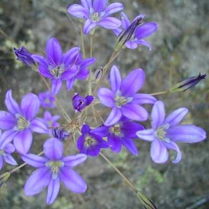 Brodiaea Brodiaea