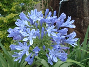 Agapanthus Agapanthus