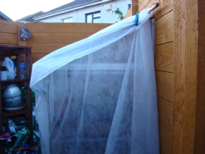 Greenhouse covered with hort. fleece Greenhouse covered with hort. fleece