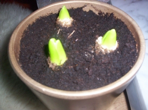 Hyacinths Hyacinths