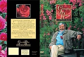 DVD DVD