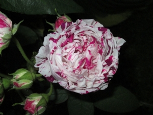 Rose Variegata di Bologna Rose Variegata di Bologna