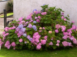 Hydrangea Hydrangea