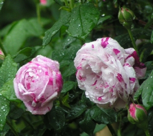 Variegata di Bologna Variegata di Bologna