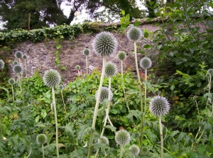 Echinop Globe Thistle Echinop Globe Thistle