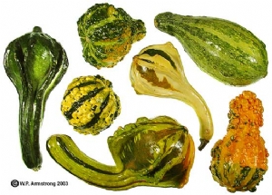 Gourds Gourds