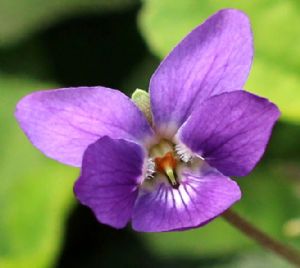 Viola 'Queen Charlotte' Viola 'Queen Charlotte'