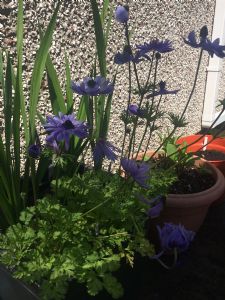 Anemone question Anemone question