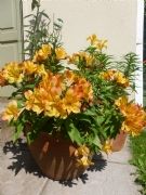 Princess Alstromeria 'Diana' Princess Alstromeria 'Diana'