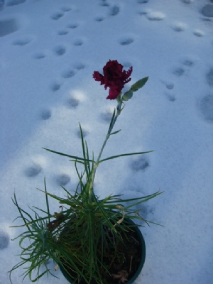 Spicey smelling carnation Spicey smelling carnation