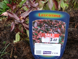 Leucothoe 'Scarletta' Leucothoe 'Scarletta'