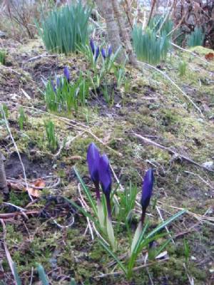 First crocus First crocus