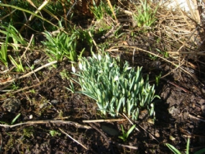 Snowdrops Snowdrops