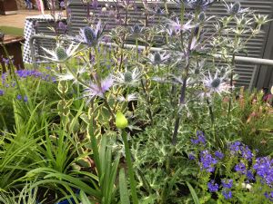 Diarmuid Gavin's Pop Up Plants Diarmuid Gavin's Pop Up Plants