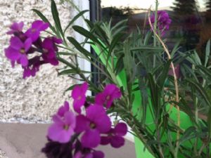 Plant ID Plant ID