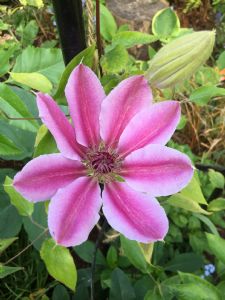 Are you going to Bloom? Are you going to Bloom?