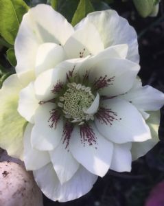 A real beauty! A real beauty!