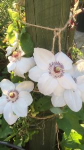 Clematis Miss Bateman Clematis Miss Bateman