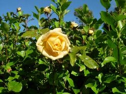 Climbing rose flowers again Climbing rose flowers again